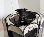 Small #2 Labrador Retriever Mix