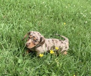 Dachshund Puppy for sale in DENHAM SPRINGS, LA, USA