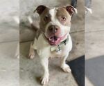 Small #2 American Pit Bull Terrier
