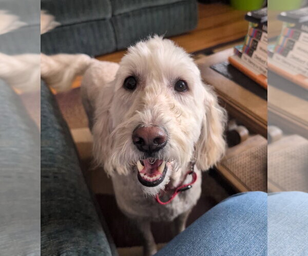 Medium Photo #1 Goldendoodle Puppy For Sale in Rochester, NY, USA