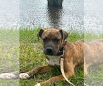 Small #2 Bulldog Mix