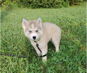 Siberian Husky Puppy for sale in SPRING HILL, TN, USA