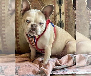 Mutt Dogs for adoption in Dumont, NJ, USA