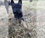 Small Photo #3 German Shepherd Dog Puppy For Sale in STAFFORD, VA, USA