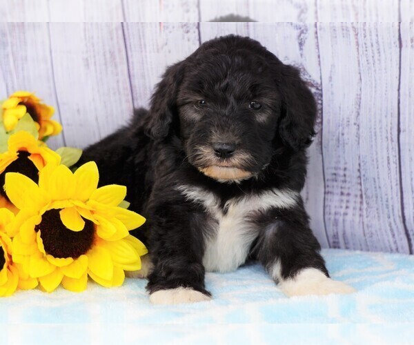 Medium Photo #2 Poodle (Miniature)-Sheepadoodle Mix Puppy For Sale in FREDERICKSBG, OH, USA