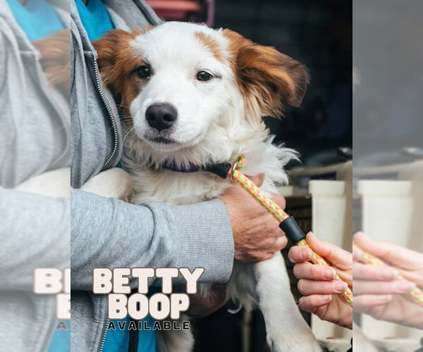 Medium Photo #1 Colonial Cocker Spaniel-Unknown Mix Puppy For Sale in Oakhurst, NJ, USA