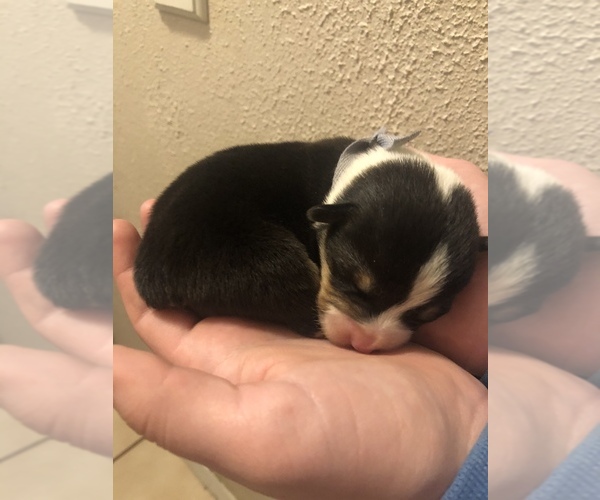 Medium Photo #2 Pembroke Welsh Corgi Puppy For Sale in RIVERVIEW, FL, USA