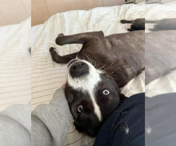 Medium Photo #2 Mutt Puppy For Sale in Chula Vista, CA, USA