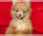 Small #2 Pomeranian