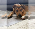 Small #2 Labrador Retriever Mix
