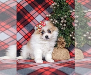 Pomeranian Puppy for sale in CHRISTIANA, PA, USA