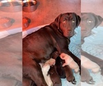 Small Photo #11 Labrador Retriever Puppy For Sale in AMBOY, WA, USA