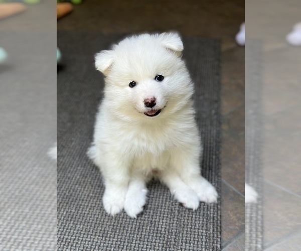 Medium Photo #6 Samoyed Puppy For Sale in SACRAMENTO, CA, USA