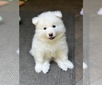 Small Photo #6 Samoyed Puppy For Sale in SACRAMENTO, CA, USA