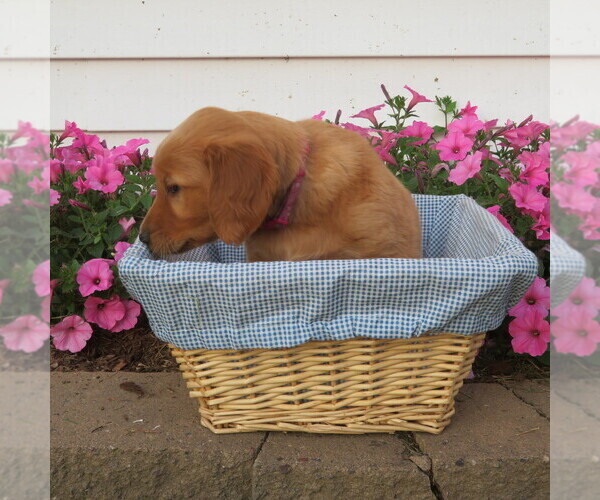 Medium Photo #12 English Cream Golden Retriever Puppy For Sale in ATHENS, WI, USA