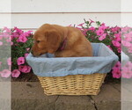 Small #5 English Cream Golden Retriever