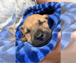 Small Photo #2 Black Mouth Cur-Unknown Mix Puppy For Sale in Sheboygan, WI, USA