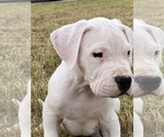 Small Photo #13 Dogo Argentino Puppy For Sale in SAN ANTONIO, TX, USA