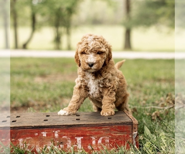 Medium Photo #1 Goldendoodle Puppy For Sale in WOODSTOCK, IL, USA