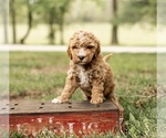 Small Photo #1 Goldendoodle Puppy For Sale in WOODSTOCK, IL, USA