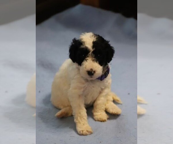 Medium Photo #9 Goldendoodle Puppy For Sale in ALBION, IN, USA