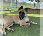 Small #1 German Shepherd Dog Mix