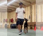 Small #9 Doberman Pinscher