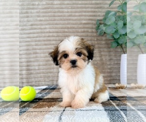 Mal-Shi Puppy for sale in GREENFIELD, IN, USA