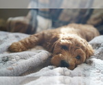 Small #5 Goldendoodle (Miniature)