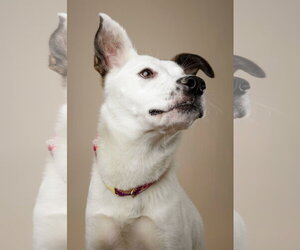 Labrador Retriever-Unknown Mix Dogs for adoption in Garner, NC, USA