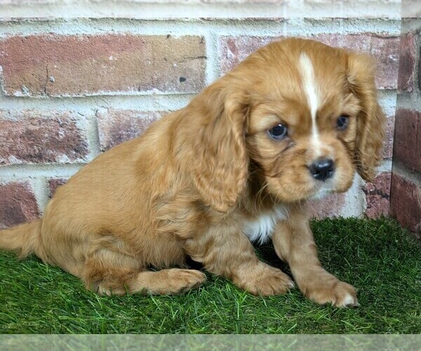 Medium Photo #10 Cavalier King Charles Spaniel Puppy For Sale in MOBERLY, MO, USA