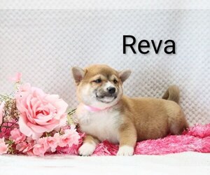 Medium Shiba Inu