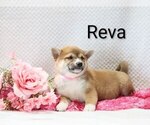 Puppy Reva Shiba Inu