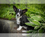 Puppy BarneyPuppy 3 Cardigan Welsh Corgi
