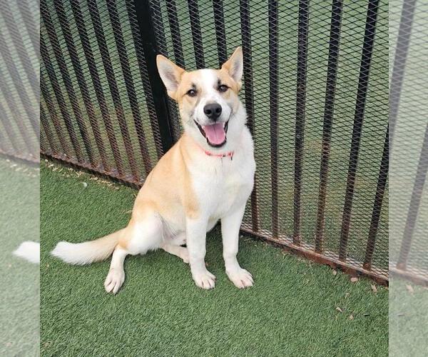 Medium Photo #3 Shiba Inu-Unknown Mix Puppy For Sale in McKinney, TX, USA