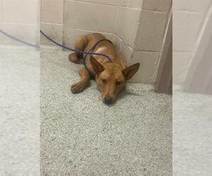 Labrador Retriever-Unknown Mix Dogs for adoption in Conroe, TX, USA