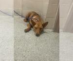 Small Labrador Retriever Mix