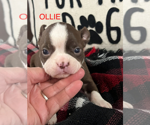 Boston Terrier Puppy for sale in NILES, MI, USA