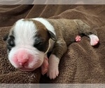 Small Photo #16 Boxer Puppy For Sale in PONTOTOC, MS, USA