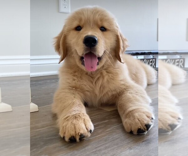 Medium Photo #1 English Cream Golden Retriever Puppy For Sale in HOUSTON, TX, USA