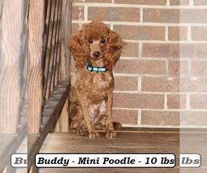 Father of the Cavapoo puppies born on 04/03/2025