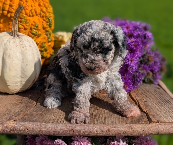 Medium Photo #4 Poodle (Toy) Puppy For Sale in GOSHEN, IN, USA