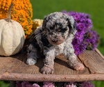 Small #3 Poodle (Toy)