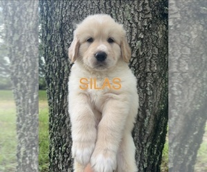Golden Pyrenees Puppy for sale in NAPLES, FL, USA