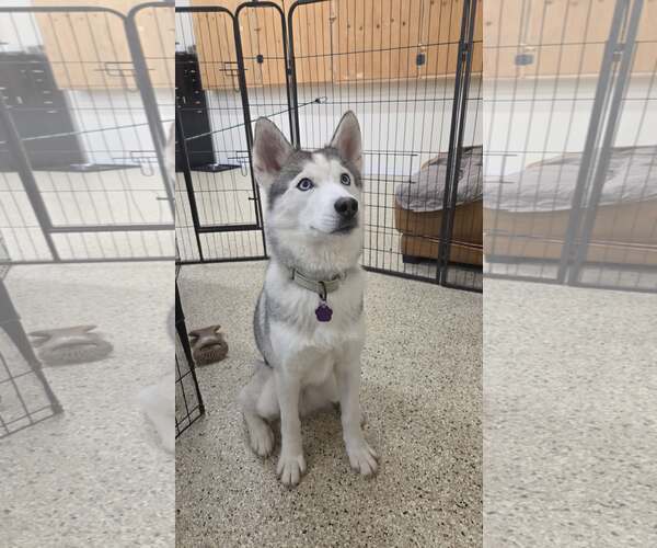 Medium Photo #5 Siberian Husky Puppy For Sale in Severn, MD, USA