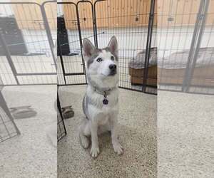 Oscar - ON HOLD - Male Siberian Husky Dog for Adoption - Photo #5