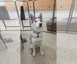 Small #4 Siberian Husky