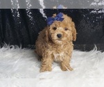 Puppy Remi F1B Goldendoodle (Miniature)