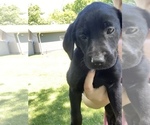 Small Photo #3 Labrador Retriever Puppy For Sale in EDEN VALLEY, MN, USA