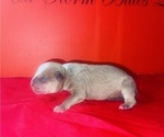 Small Photo #28 American Bully Puppy For Sale in TRENTON, NJ, USA